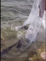 bagged fish being transitioned into pond