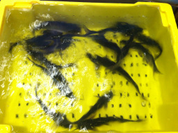 channel catfish ready to sell