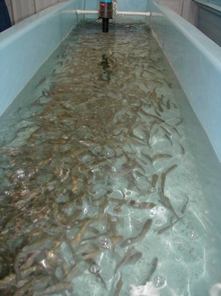trout fingerlings in tank